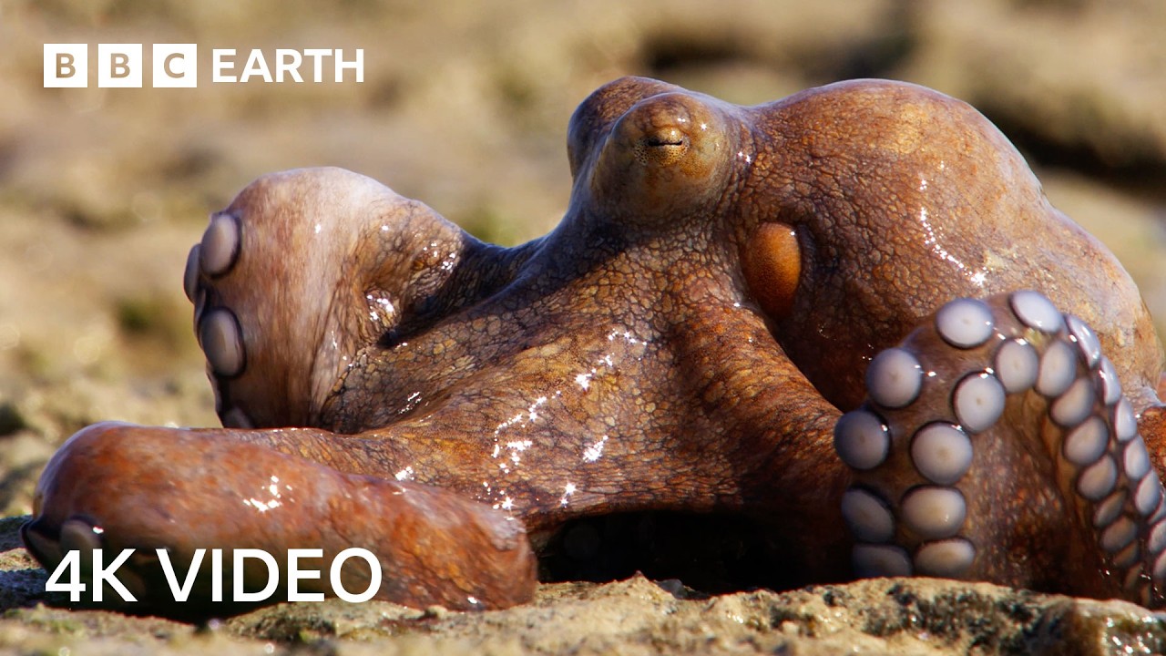 Nature's Most Unique Hunters Narrated by Sir David Attenborough | 4K UHD | BBC Earth