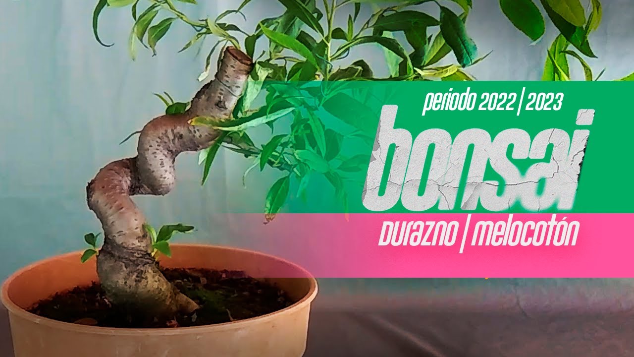 Pre-Bonsai de DURAZNO Melocotón | progresion 1 año de trabajos