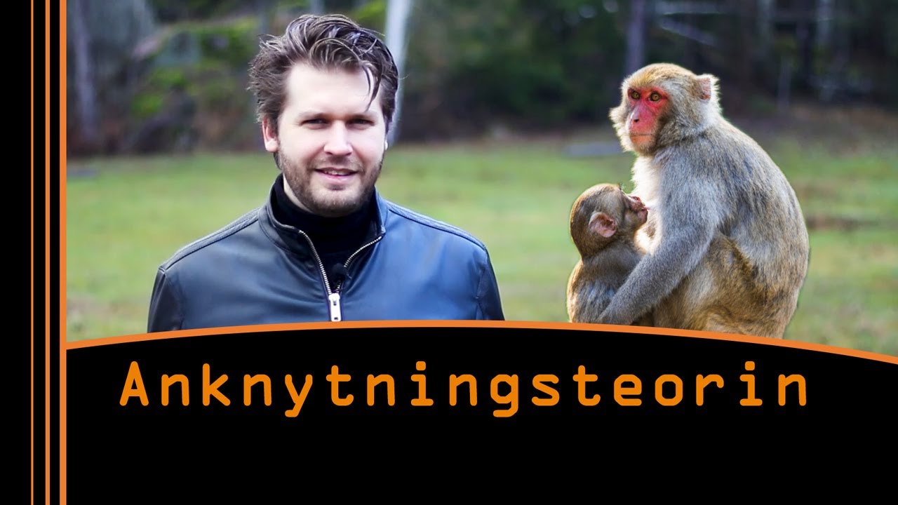 Anknytningsteorin – Harlow, Ainsworth & Bowlby