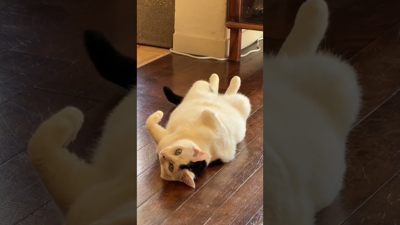 ごまも満ちてゆく #gomathecat #ukulele #yokoukulele #fujiikaze  #ライブ