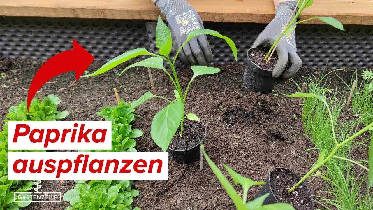 Paprika auspflanzen - Darauf solltest du unbedingt achten! Vermeide diesen Fehler!