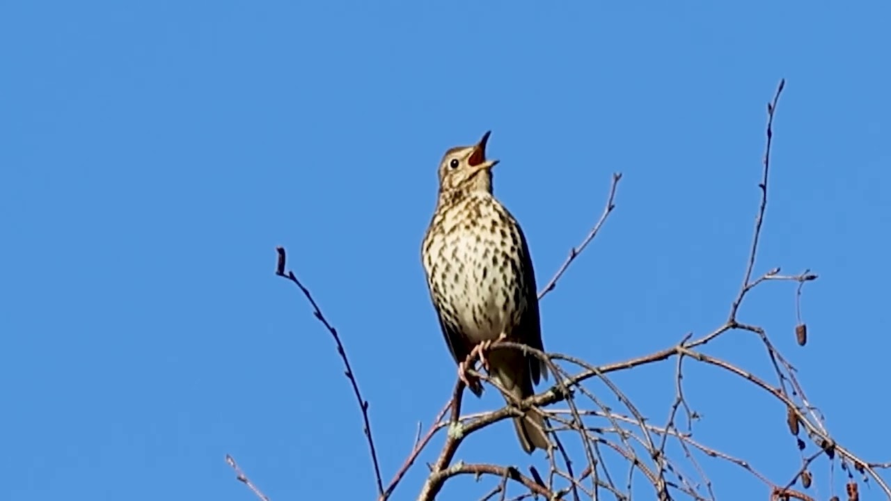 Song Thrush – Beautiful Birdsong in Spring