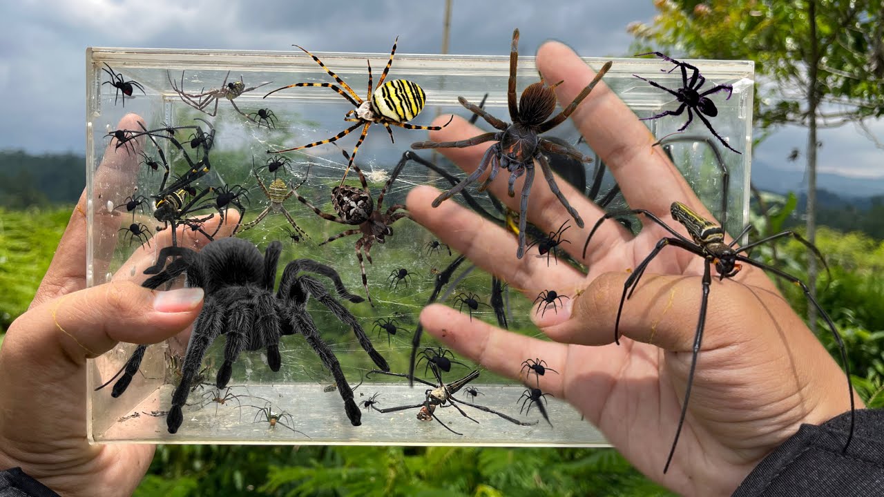 Hunting Spider