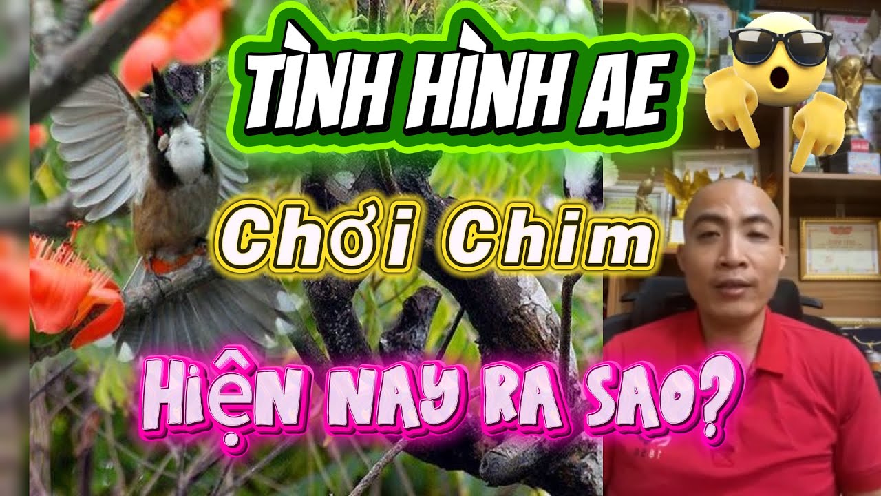 Chia sẻ tình hình hiện tại về Chim chào mào để anh em hiểu thêm, và cách chăm chim