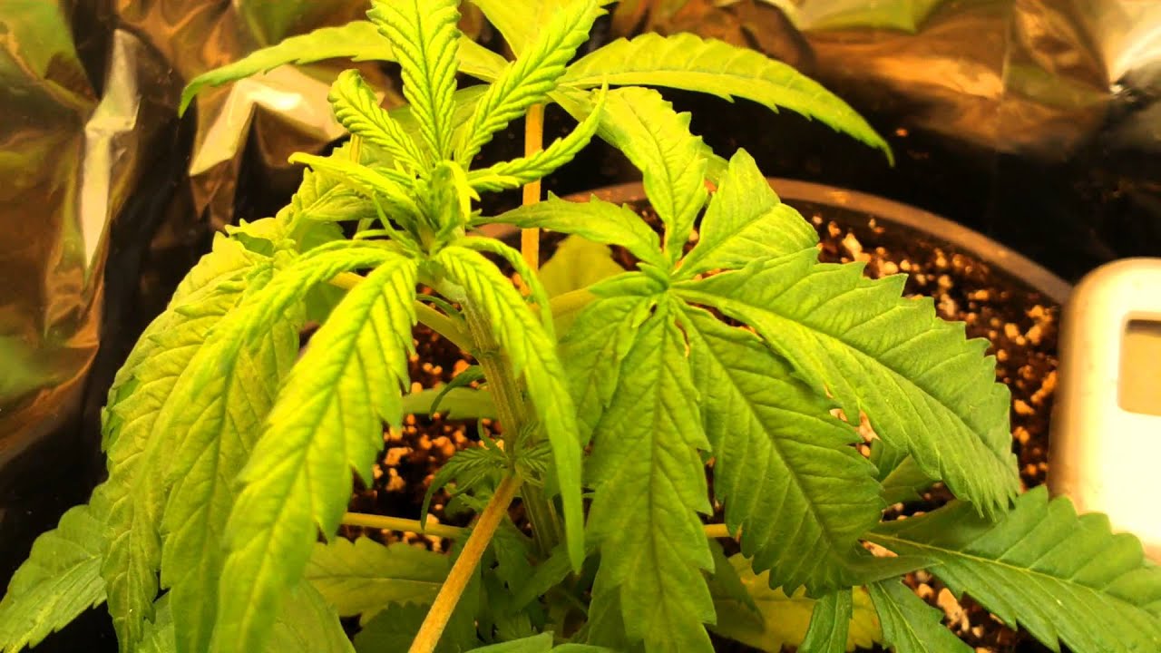 Mini CFL Grow Week 2 Flowering