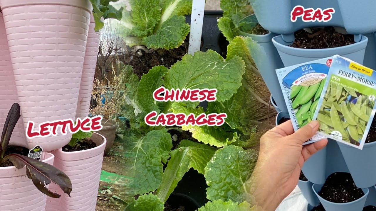 Plant Napa Cabbages & lettuce + Sow Peas  # 191