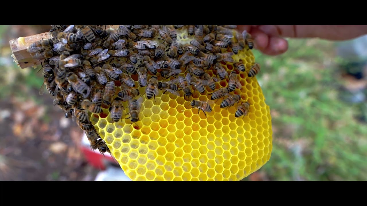Élevage et sélection de nos reines 🐝