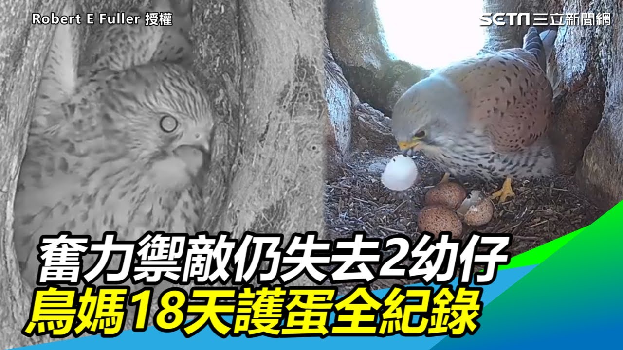 鳥媽奮力禦敵仍失去2幼仔　18天護蛋全紀錄感動百萬網友｜三立新聞網SETN.com