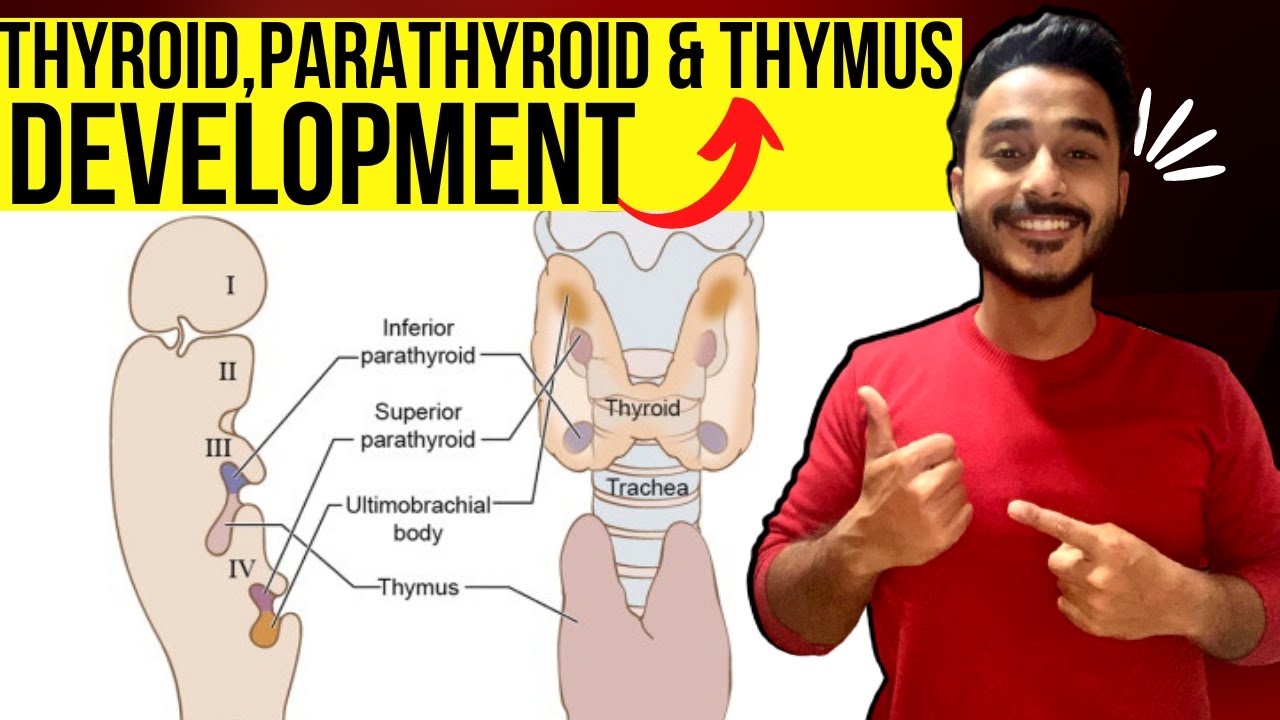 thyroid gland development embryology | thymus gland development embryology