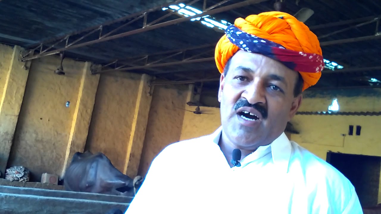 गाय भैंस का दूध बढ़ाने का देशी नुस्खा।