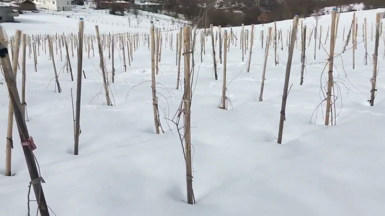 Goji berrylerimize sonunda kavuştuk.