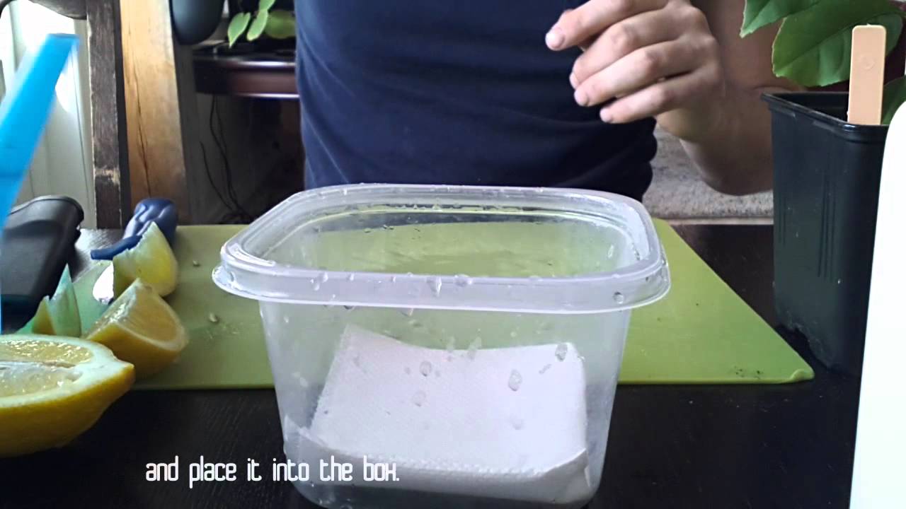 Gro sitrontre fra frukt (Grow Lemon tree from seeds. English subtitles)