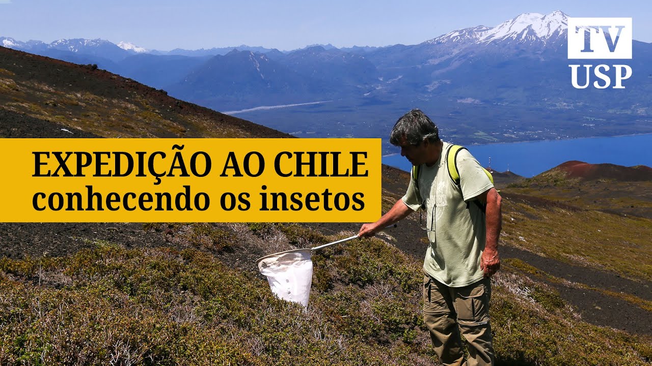 Expedição ao Chile: conhecendo os insetos