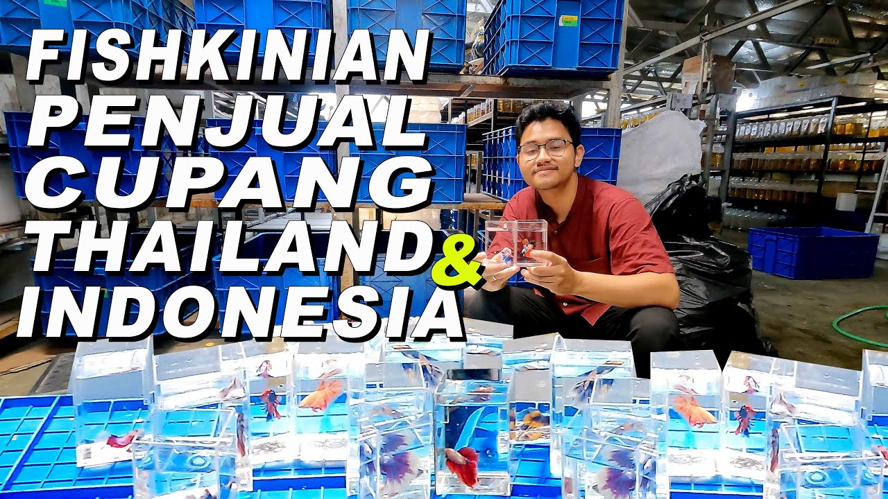 FISHKINIAN  PENJUAL CUPANG THAILAND DAN LOKAL INDONESIA