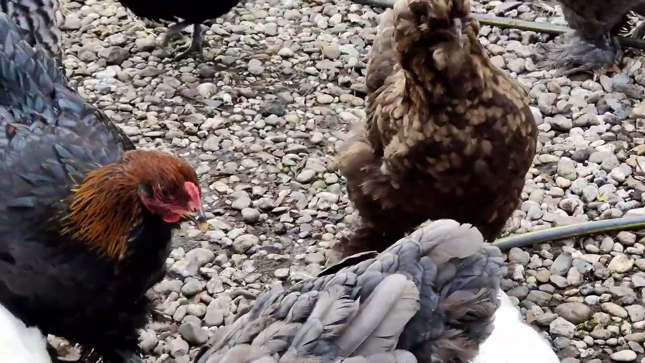 De 4e gans terug? En het november kuiken is weg..... Tussen hoop en vrees in de Zwijnenstal!