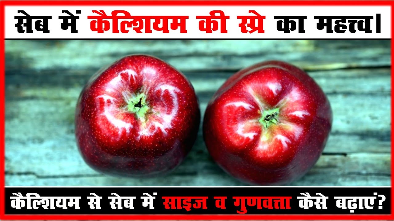 Importantance of Calcium Spray in Apple : सेब की फसल में कैल्शियम का महत्व।