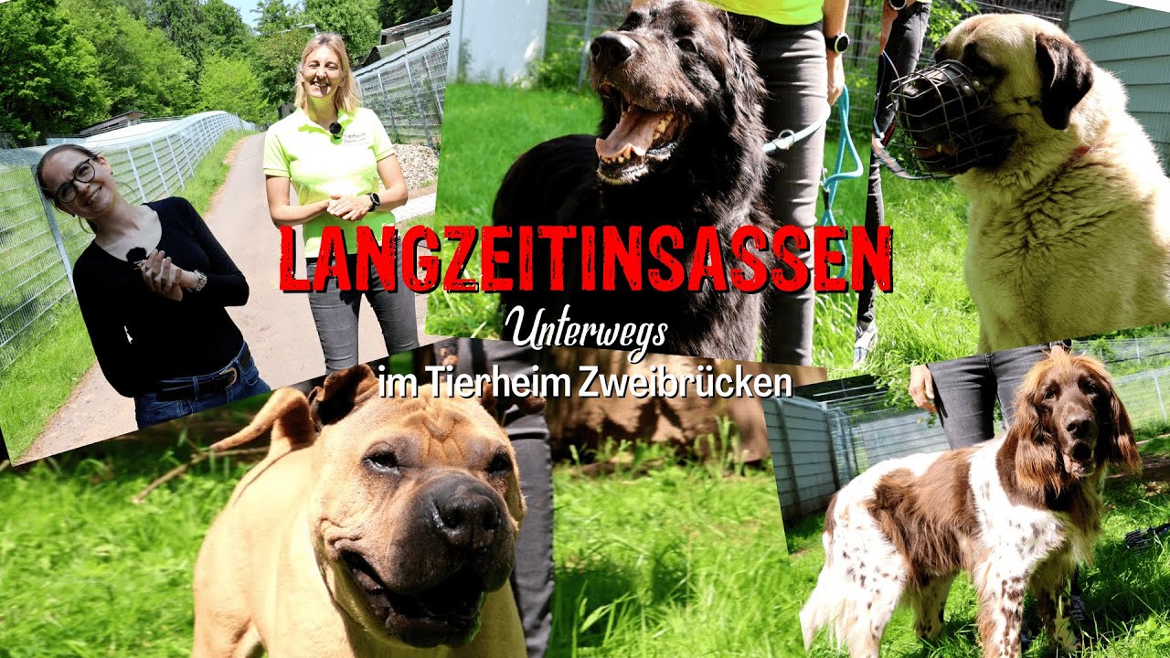 Langzeitinsassen Unterwegs - Tierheim Zweibrücken