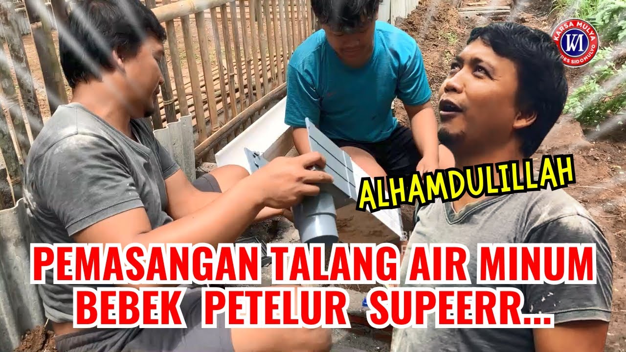 PEMASANGAN TALANG AIR MINUM BEBEK PETELUR SUPERRR. MANTAP BETUUULLL #bebek #petelur #telur #bumdes