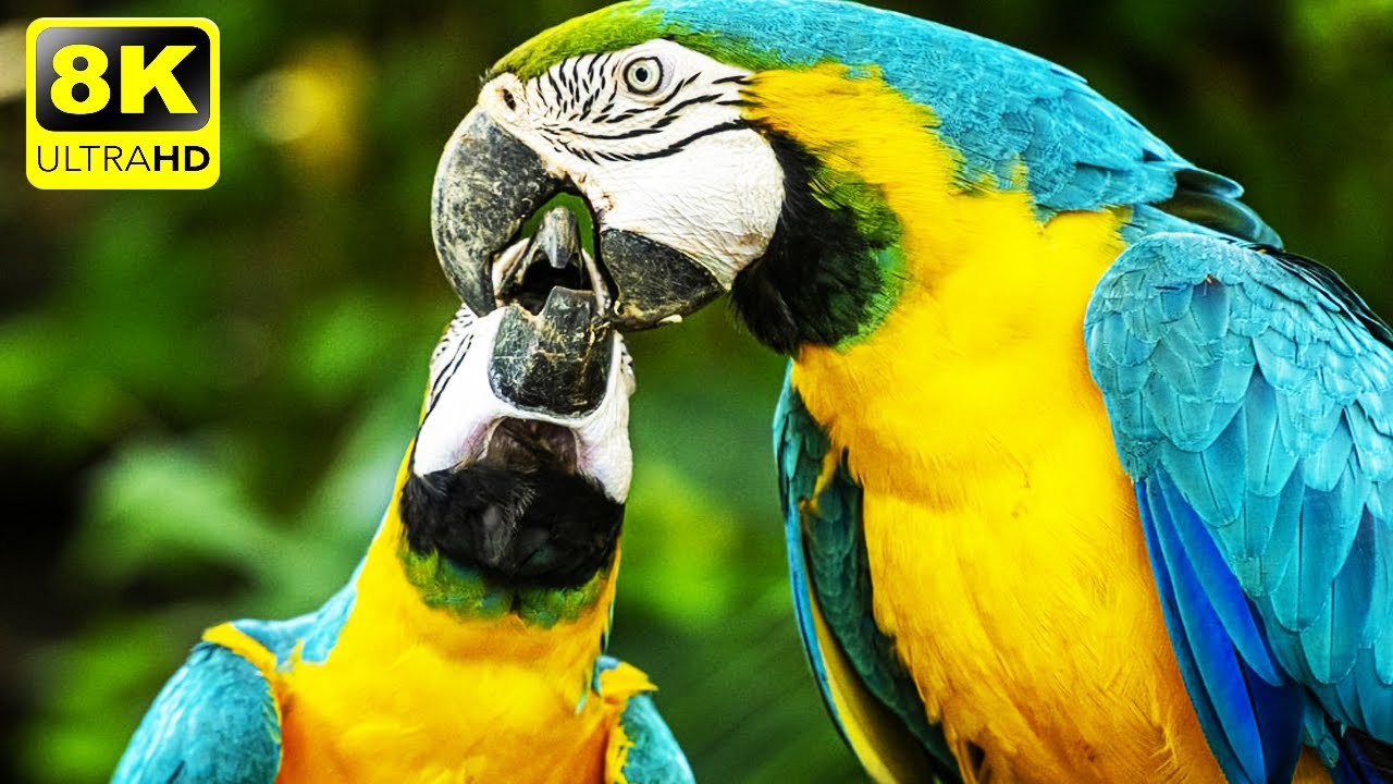 8k Utra HD HDR - Bird 8K Videos - 4K HD Birds Video (120 fps)