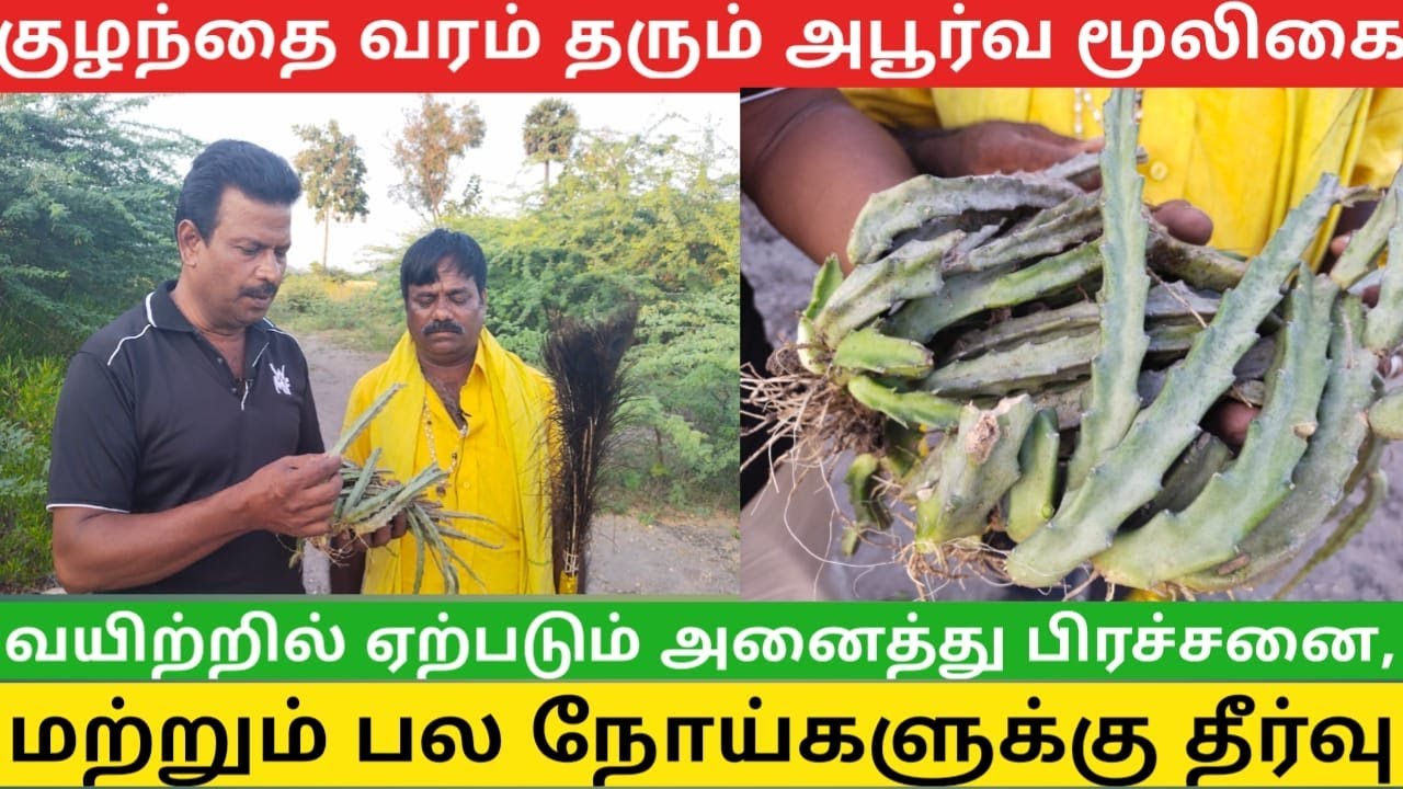 Eenaa vaalai