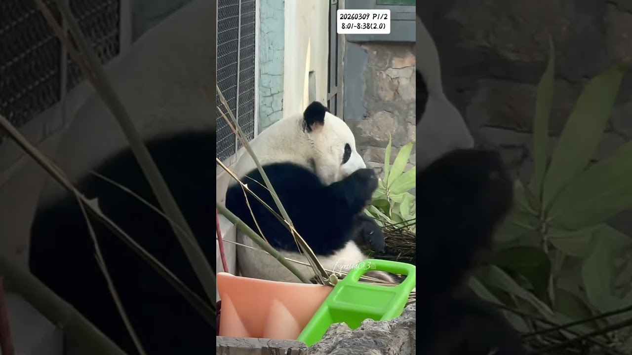 9.3.2026 P1/2 MengLan/萌兰日记