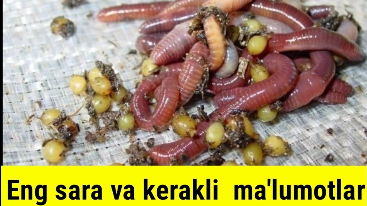 Kaliforniya Chuvalchangi qaysi faslda zo'r ko'payadi? Marhamat tomosha qiling!