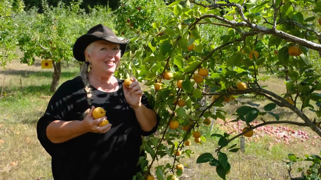 How to Pick Perfect Asian Pears
