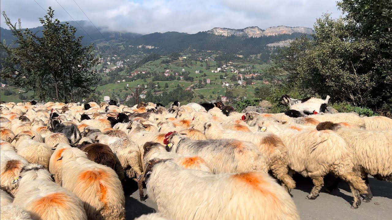 Yayla Hayatı; Yayladan Köye Koyun Göçü Belgesel [4K&HDR] Düzköy Trabzon