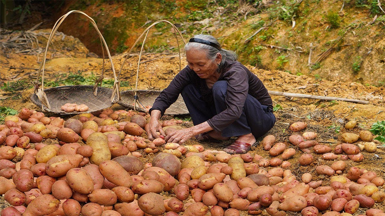 阿婆的紅土豆大豐收，做兩道簡單的家常味，小小土豆一口一個香Potato harvest, grandma makes Chinese food with potatoes | 玉林阿婆