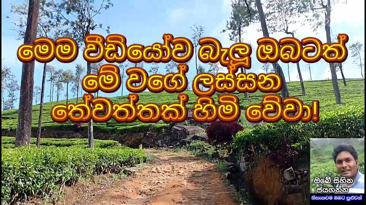 ලස්සන තේ වත්තක් හදාගමු