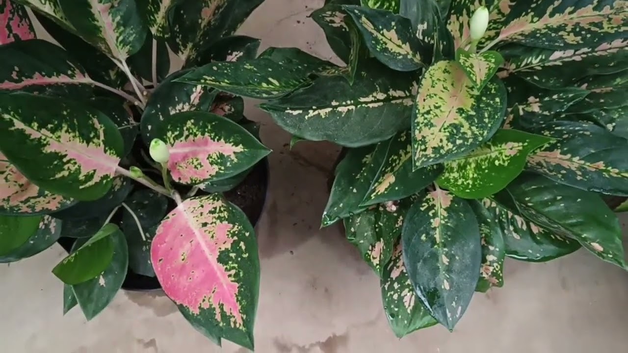 Aglonema Hughes Merah Murah' Banget 