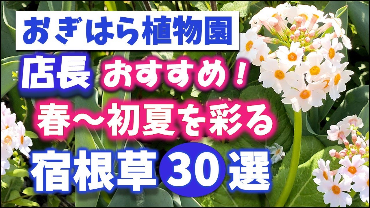 【おぎはら植物園のプロ直伝】春から初夏に咲き誇る！かわいらしさ抜群！店長オススメ宿根草30選を紹介！ガーデニング ！あしかがフラワーパーク・代々木公園・中之条ガーデンズ・Gardening
