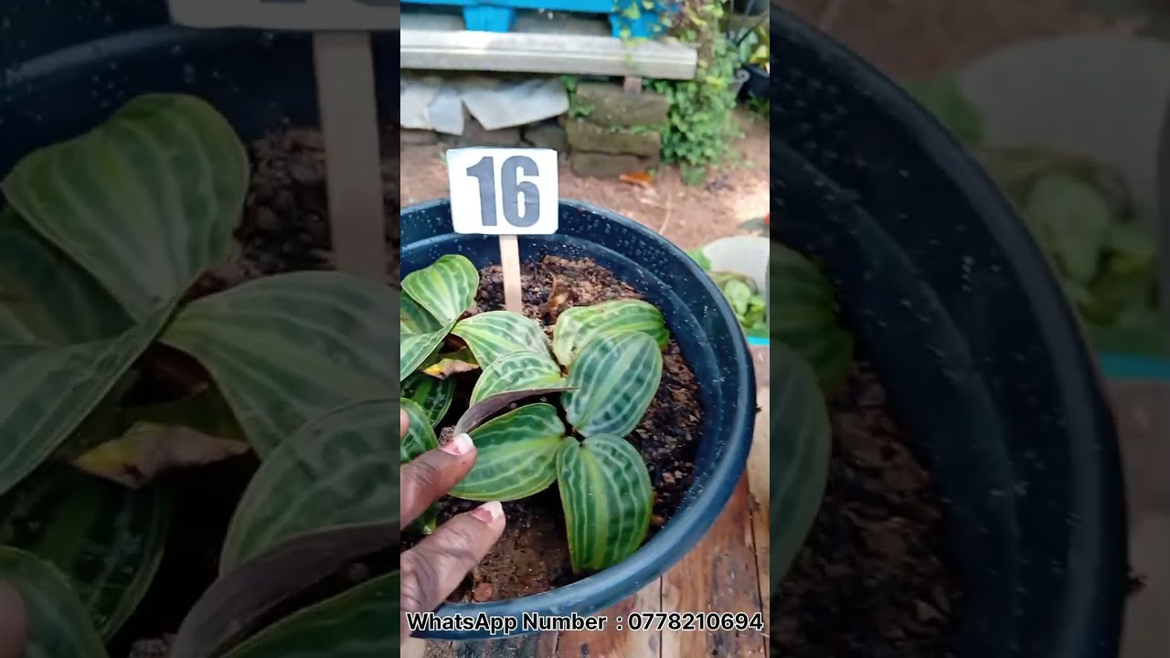 මගේ දහවැනි  Plants Sale එක 🪴 එන්න ඇවිත්  බලන්න 😁❤️  WhatsApp Number : 0778210694