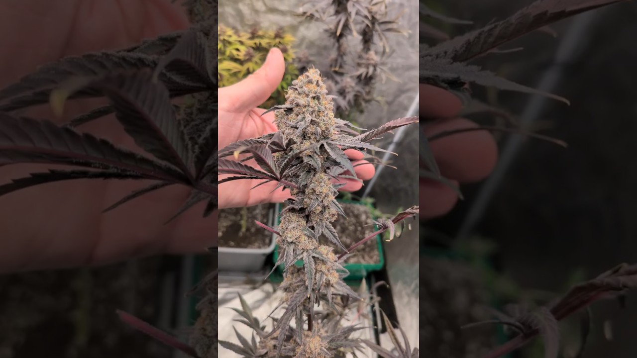 Glitter Bomb #1 (OGKB Blueberry Headband X Grape Gas #10) Day 84 of flower under #marshydrofce4800