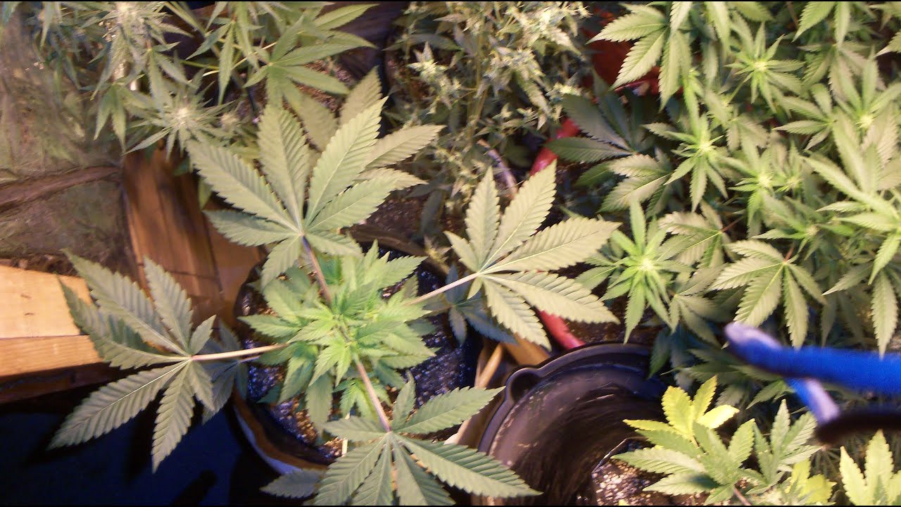 Moby Dick Goes to the Flower Room