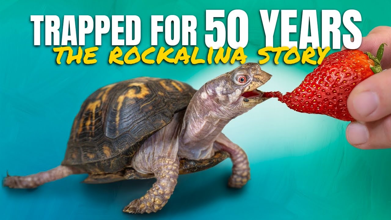 Rockalina&rsquo;s FULL Story: A Turtle&rsquo;s Recovery After 50 Years of Neglect (Fed Cat Food + No Sunlight)