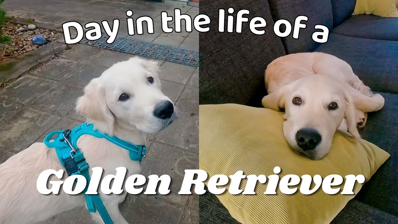 A Day In The Life of Golden Retriever Puppy 💕 4,5 Month Old Golden Retriever's Daily Routine🦮