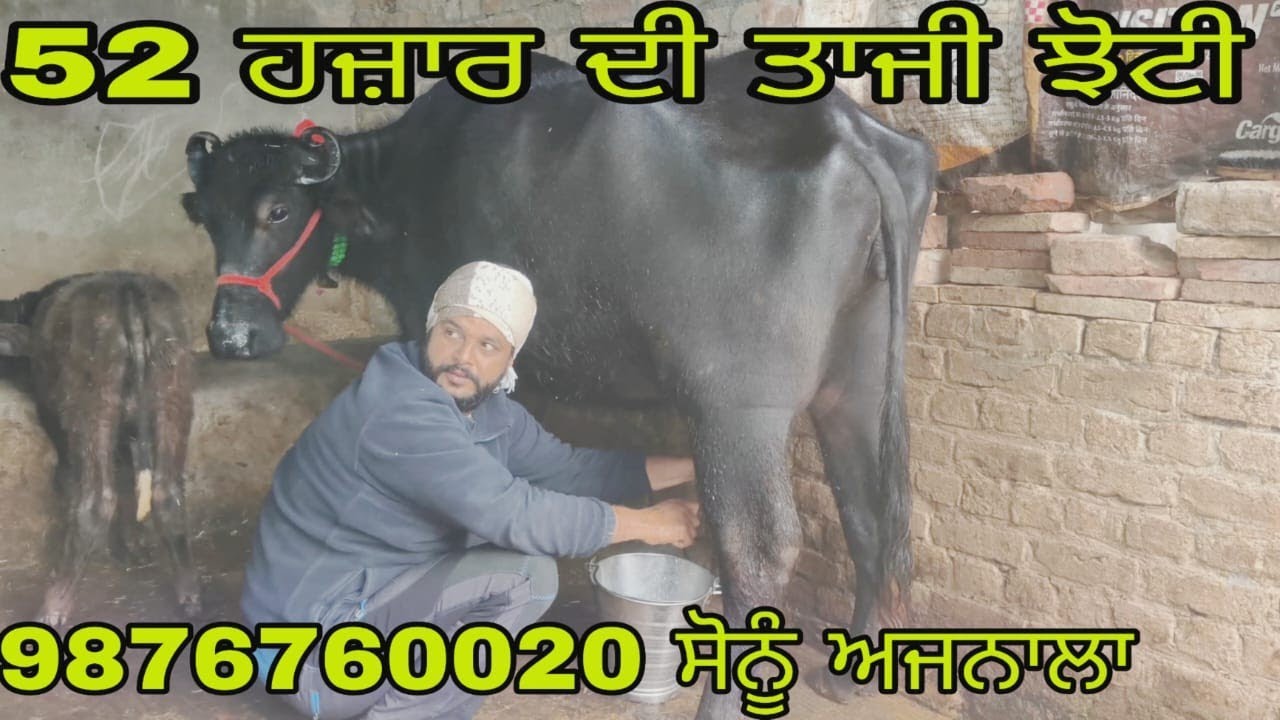 ਫ਼ੋਨ 98159, 65751ਅੱਜ ਸੋਨੂੰ ਵੀਰ ਨੇ ਮੁਫਤ ਝੋਟੀਆਂ ਲਾ ਦਿੱਤੀਆਂ ਛੇਤੀ ਕਰੋ ਲੁੱਟ ਲਓ ਮੇਲਾ 