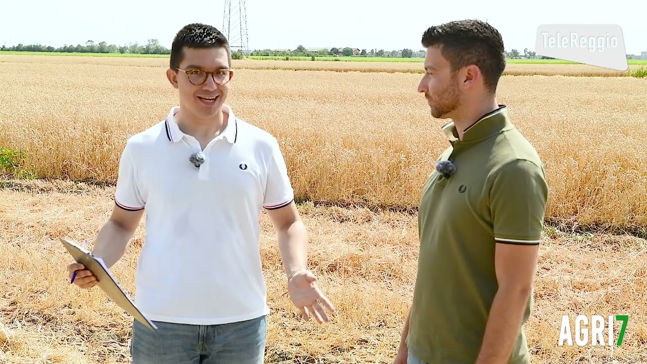 Telereggio Agri7 PROGEO Mietitura Grano 05 07 2025