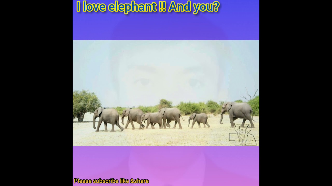 elephants pictures OMG(4)