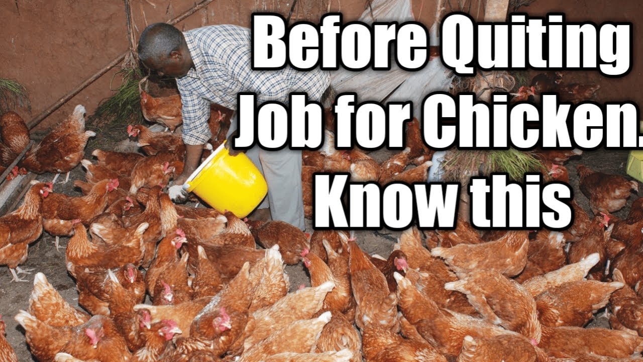 Before Quiting your Job for Chicken farming Know this
