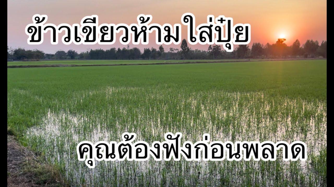 ข้าวเขียวห้ามใส่ปุ๋ยคุณคิดผิด