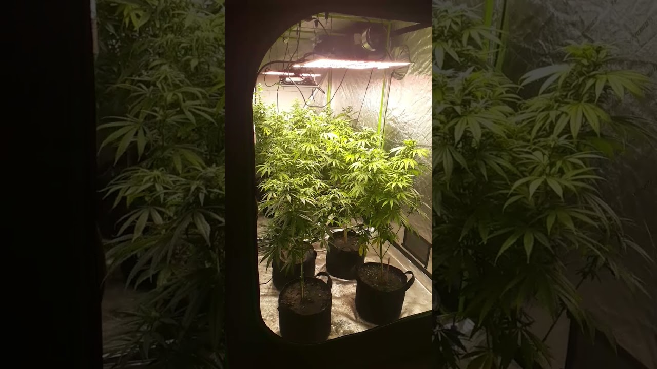 10x10 tent  Marijuana plants Indoor