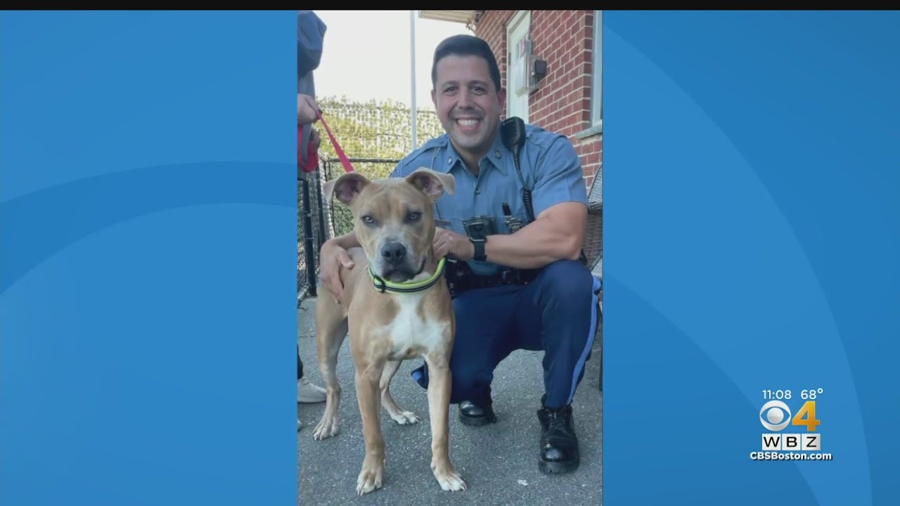 Revere Man Arrested For Abandoning Dog At Beach
