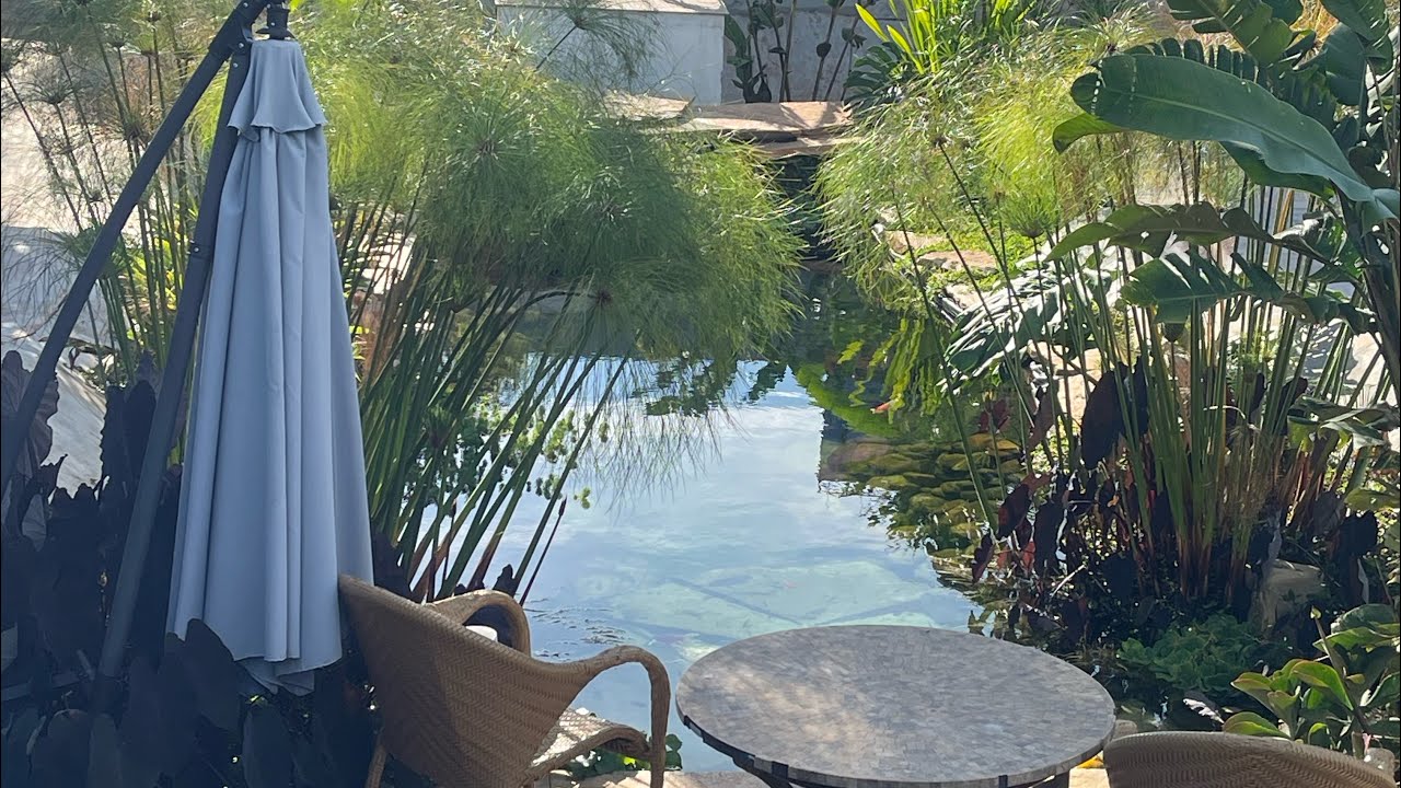 A Soltura da Aruanã e da Cachara no Meu Lago