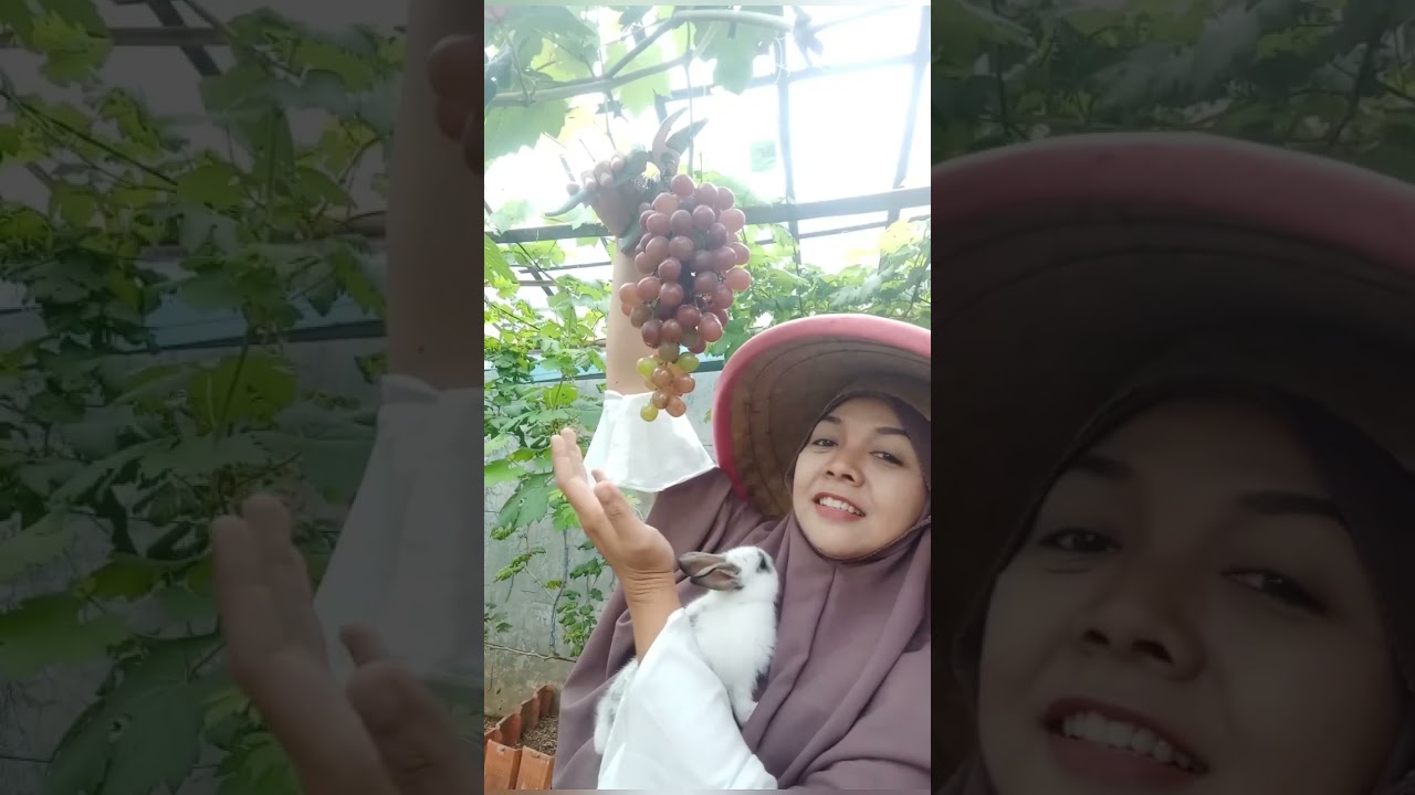Panen Anggur Everest #shorts #anggur #shortfunnyvideo