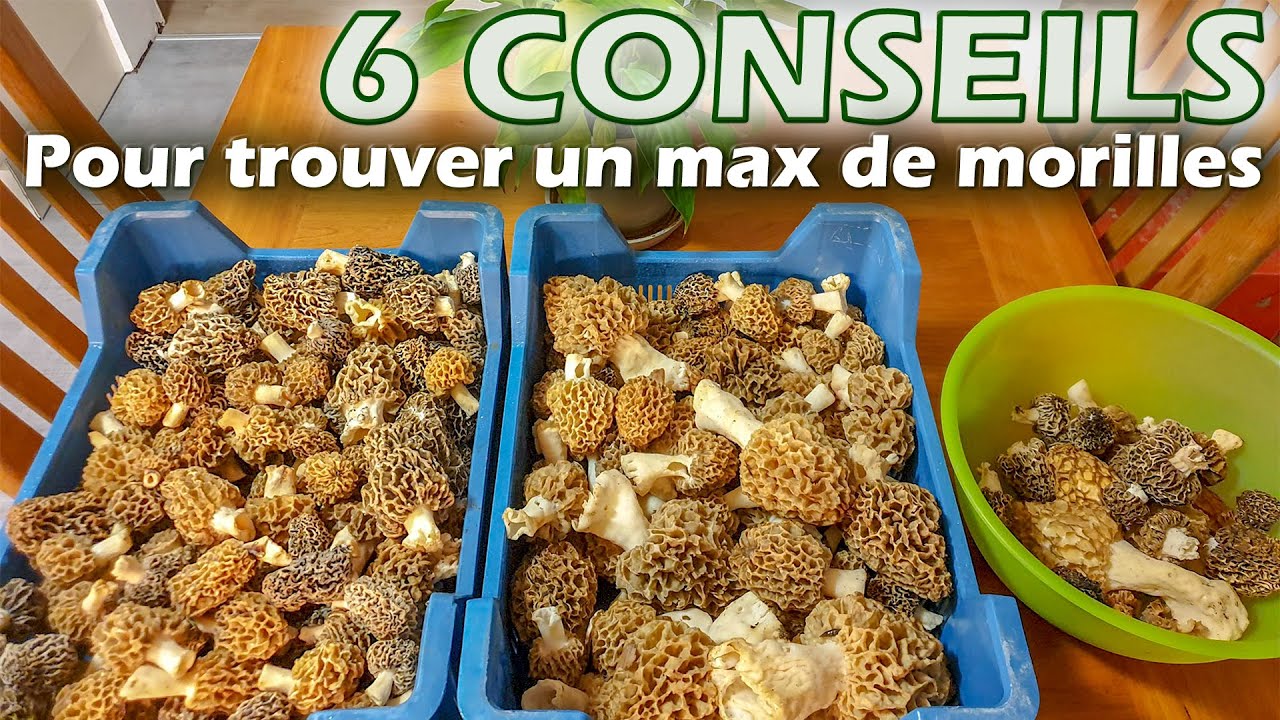 Morilles : 6 conseils pour trouver un maximum de morilles !