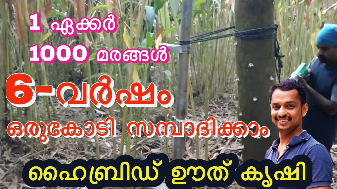 high breed oud tree #agarwood inoculation formula #oud tree in kerala #oud krishi #oud maram #kl06