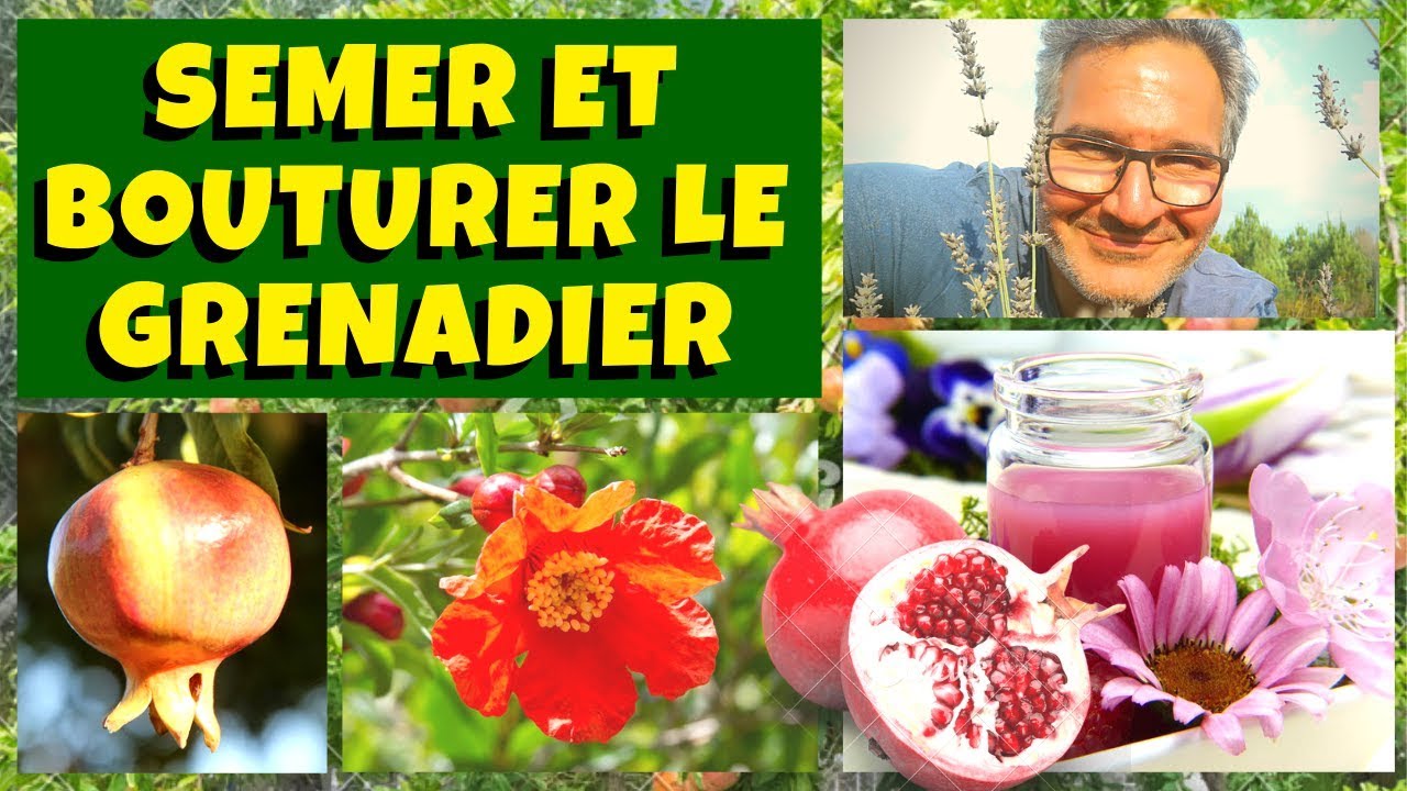 La grenade : un super aliment Santé facile à semer et à bouturer !