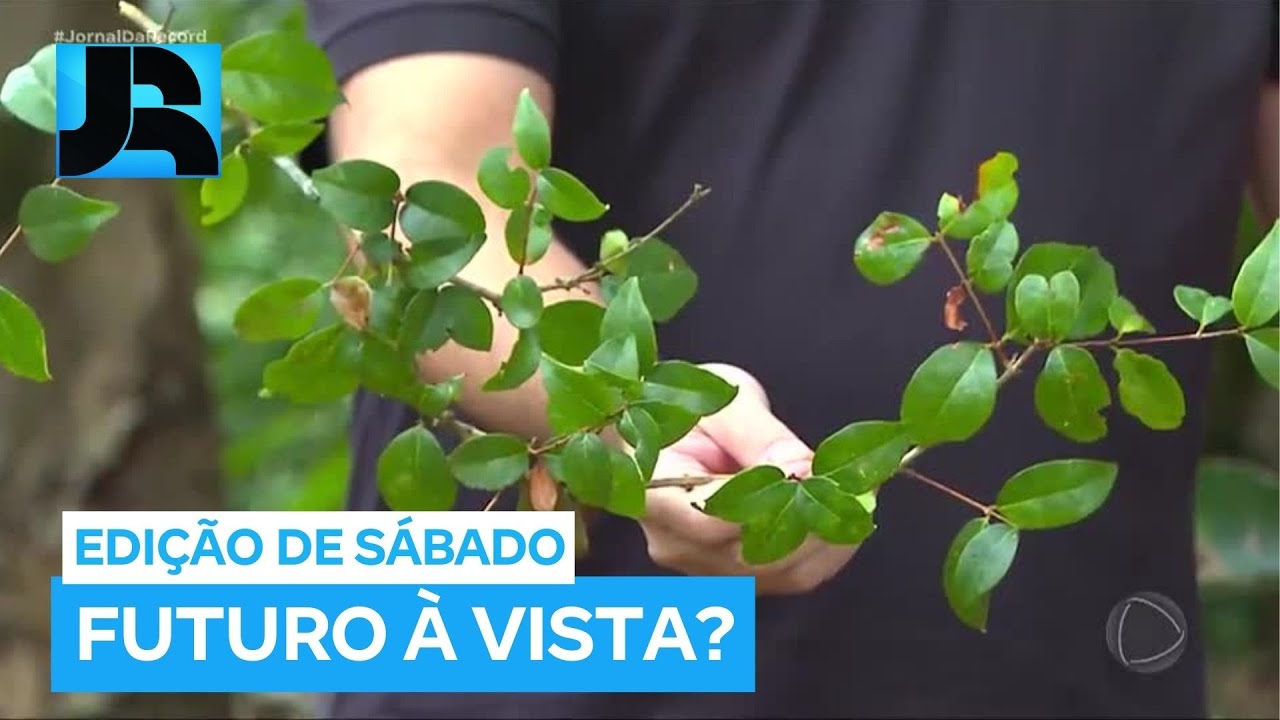 Cientistas descobrem árvores nativas da Mata Atlântica que são mais resistentes a eventos climáticos
